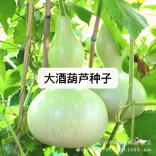 大酒葫芦高产葫芦种子菜种子四季播农家蔬菜大葫芦种子秋季观赏籽