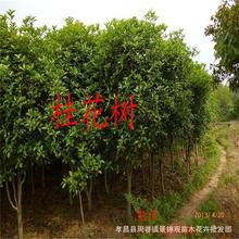 苗木壮元红丹桂树苗低价销售 丹桂树1.2-1.5米高常年批发价格