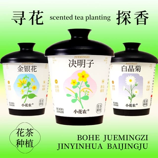 花茶种植杯厂家迷你绿植趣味礼品小盆栽儿童办公室种植绿植