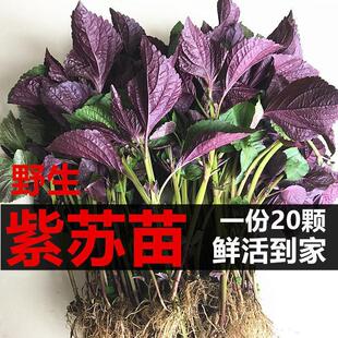 ���K�����������K���K���K�~����ȥ���������Kʳ�����K�~�����r��