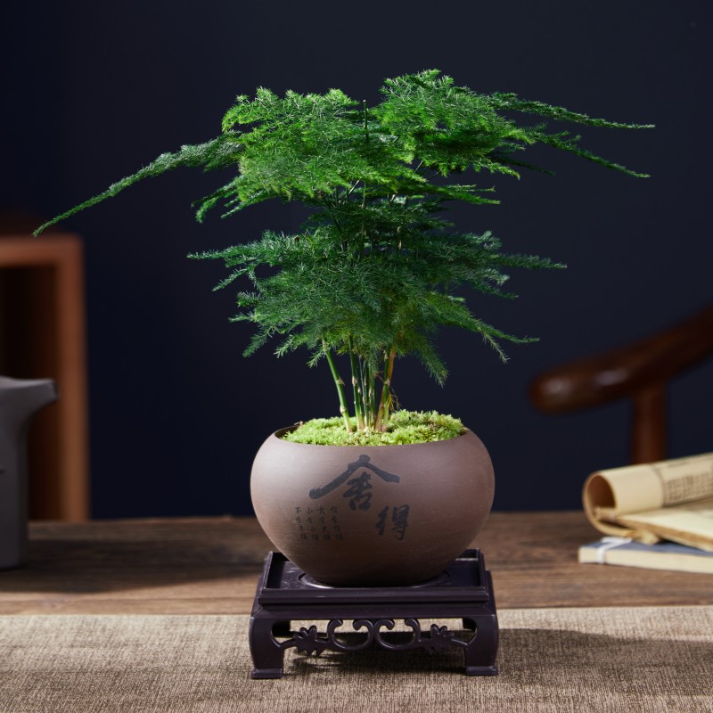 고급 아스파라거스 + 둥근 화분 + 사각 베이스 + 이끼 + 비료