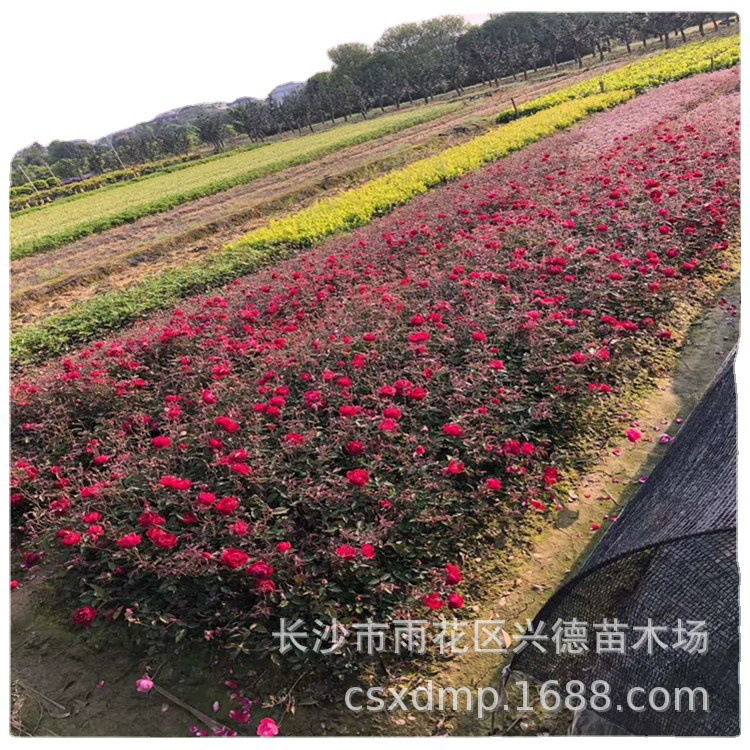 Оптовые розы, саженцы роз Хунань, садовые растения, ярко-красные цветы, цены на розы