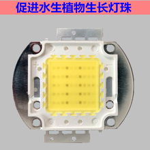50W70Wȫ���VLED����AT2 AT3����ˮ�ݟ��~��ˮ������������оƬ