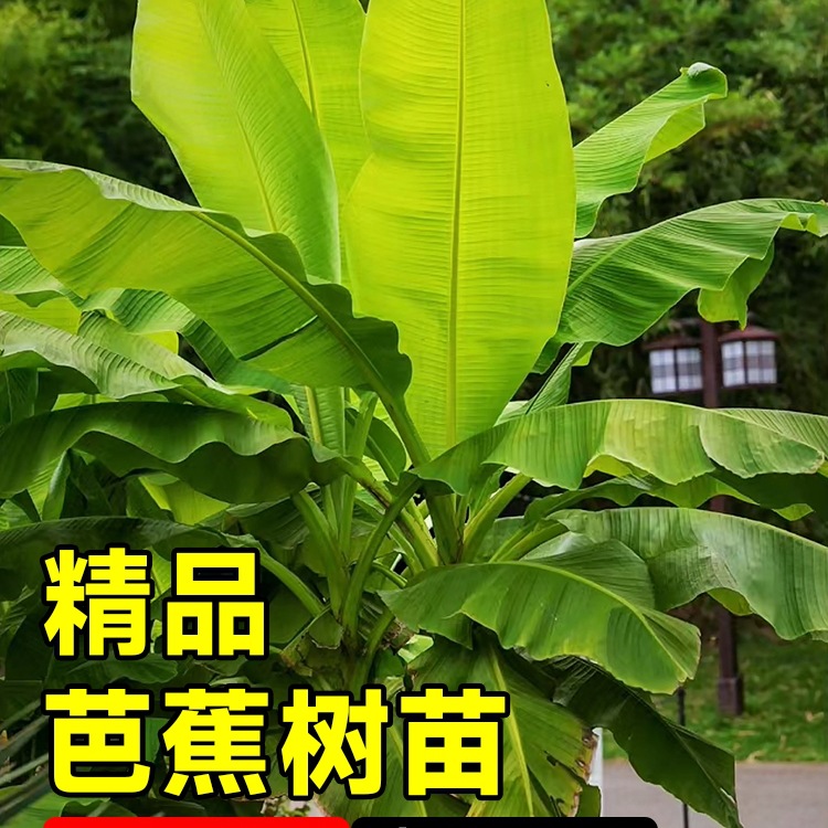 芭蕉树苗香蕉树盆栽绿植耐寒庭院大型室外户外好养四季大叶植物