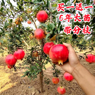 Soft-Seeded Tunisian Pomegranate Tree Saplings, Seedless, Planted in the South and North, Grafted Pomegranate Seedlings, Planted in the Ground, and Bear Fruit in the Same Year