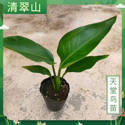 Райская птица Strelitzia reginae, саженцы в мешке, комнатные цветы в горшках и лиственные растения, двор, балкон, зеленые растения с большими листьями, красивые и простые в уходе.