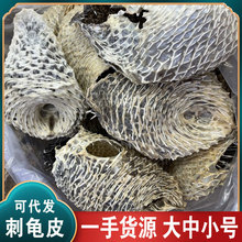 一手货源海刺猬皮海胆皮鸡泡鱼皮煲汤材料刺鱼皮刺龟皮批发