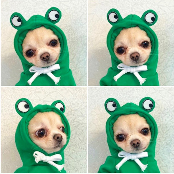 OEM personalizado perro gato mascota Otoño e Invierno fleece lindo Rana con capucha suéter pequeño mediano perro grande