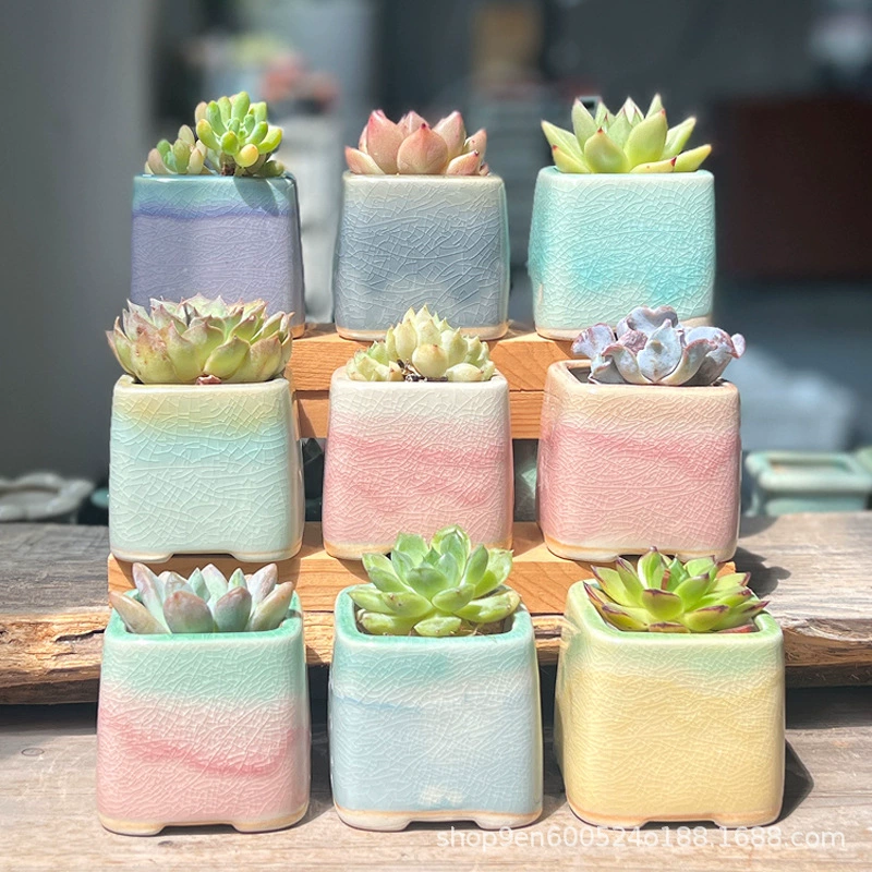 Новый квадратный мясистый цветочный горшок керамический контроль