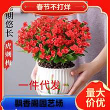 һ�����l�F�������Ի����҃��辰�Gֲ�ļ��_������÷�k���̨����