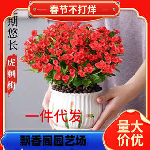 һ�����l�F�������Ի����҃��辰�Gֲ�ļ��_������÷�k���̨����