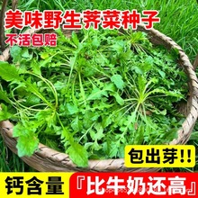 野生荠菜种子 农家大叶春野菜籽 秋冬四季播荠菜种孑地菜蔬菜种孑
