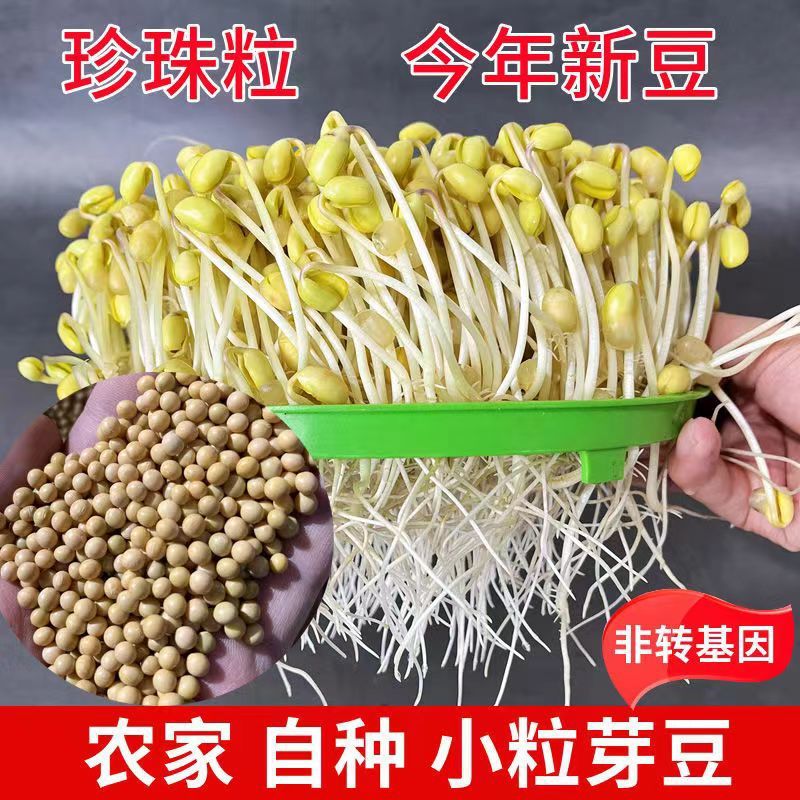 小粒黄豆690发豆芽黄豆生豆芽豆农家自产珍珠粒小金黄豆大量现货