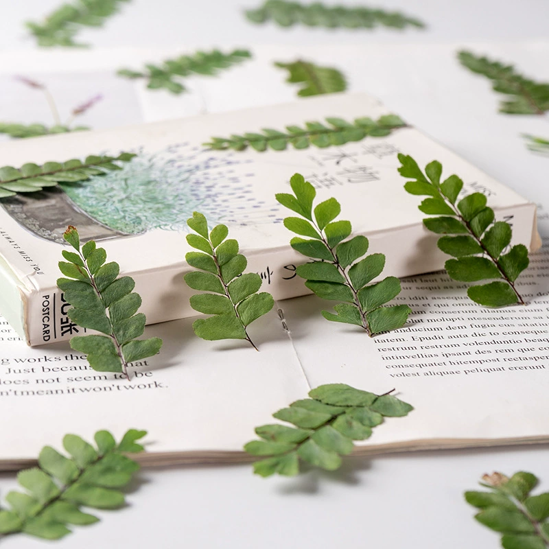 Веер лист Adiantum тисненая оболочка для мобильного телефона с тиснением образец растения для рисования сушеный цветок перегородка Закладка украшение лица сушеный цветок