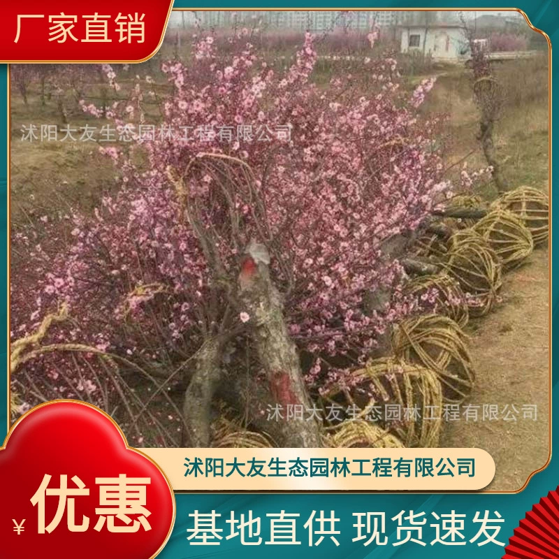 База оптом самостоятельного производства красоты саженец сливы живописный ландшафтный дизайн дорожный сад техника Зеленые саженцы