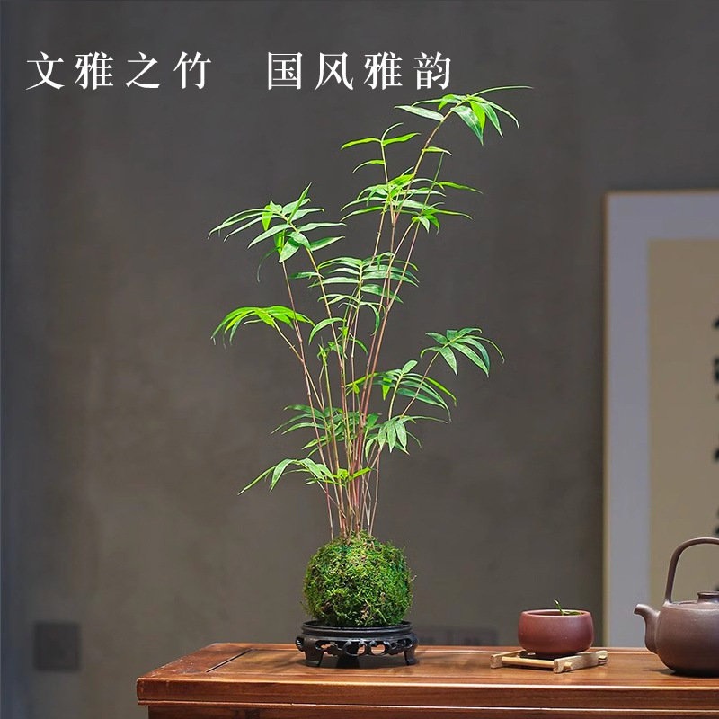 Moss Ball Plant Landscape Phoenix Tail Bamboo Red Guanyin Bamboo Rice Bamboo Hydroponic Bonsai Living Room Desktop Ornamental Bamboo Potted Plant Moss Ball Plant Landscape Phoenix Tail Bamboo Red Guanyin Bamboo Rice Bamboo Hydroponic Bonsai Living Room Desktop Ornamental Bamboo Potted Plant