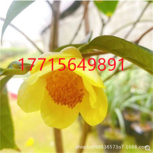 防城金花茶树苗名贵茶花盆栽金黄色品种阳台庭院花卉绿植耐寒好养
