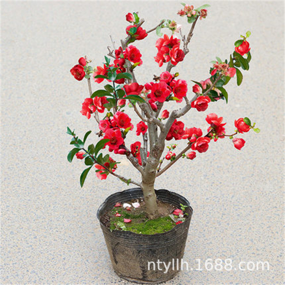 O1CN01o3ZXZ91cmXVUgRKfe_!!2206