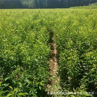 䃞|Ә ޽***Lζ,ɿڰ]