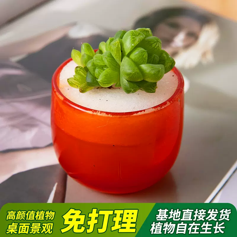 多肉植物批发办公室内桌面花卉好养活防辐射带盆带土多肉植物盆栽