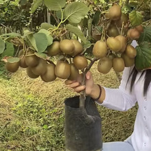 猕猴桃树果苗嫁接徐香红心软枣猕猴桃苗南方北方种植弥猕猴桃苗