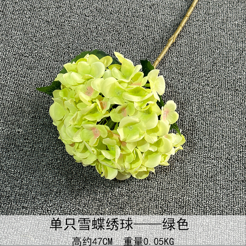 Solo nieve mariposa Hortensia verde