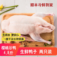 生鲜鸭整鸭冷冻鸭肉新鲜白条鸭农家散养无添加去内脏顺丰包邮