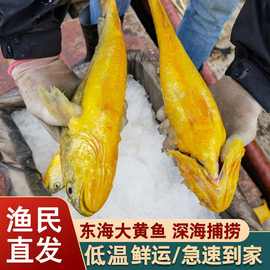 东海大黄花鱼新鲜海鲜野生鲜鱼类水产鲜活海鱼大黄鱼冷冻鱼