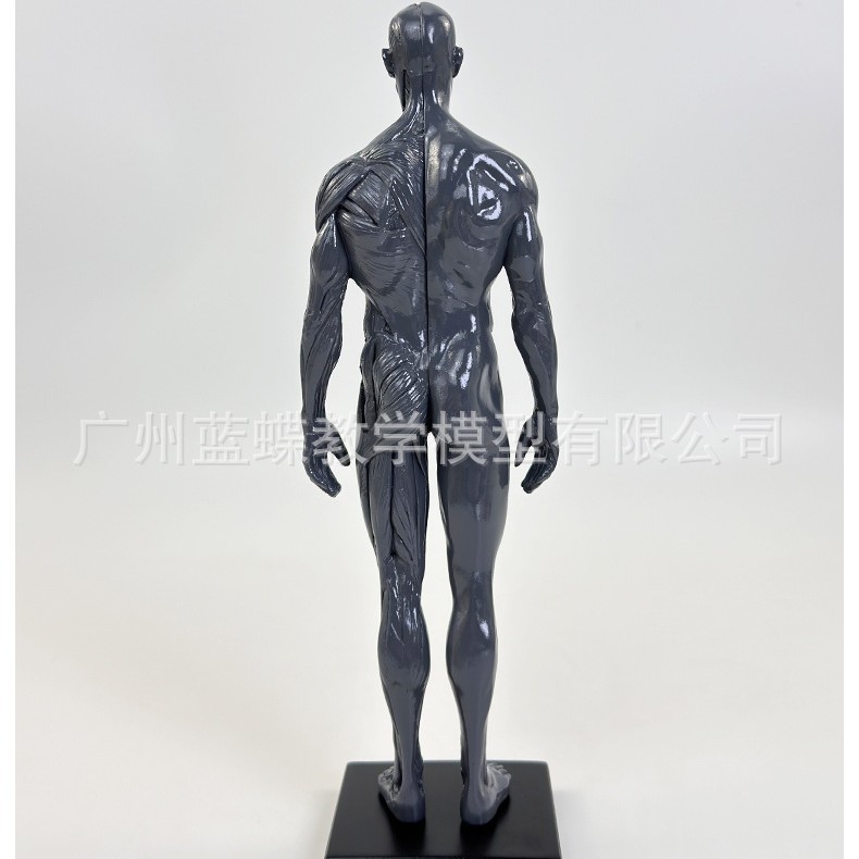 Ů30cm��������ģ�ͼ��������������ṹ����ģ��CG�滭���ܽ�ѧ