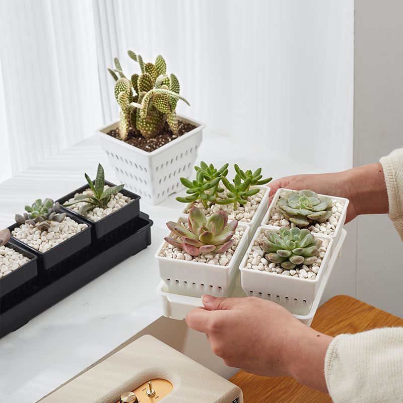 种多肉植物的花盆组合塑料创意精致小白方带托盘透气一体控根专用|undefined