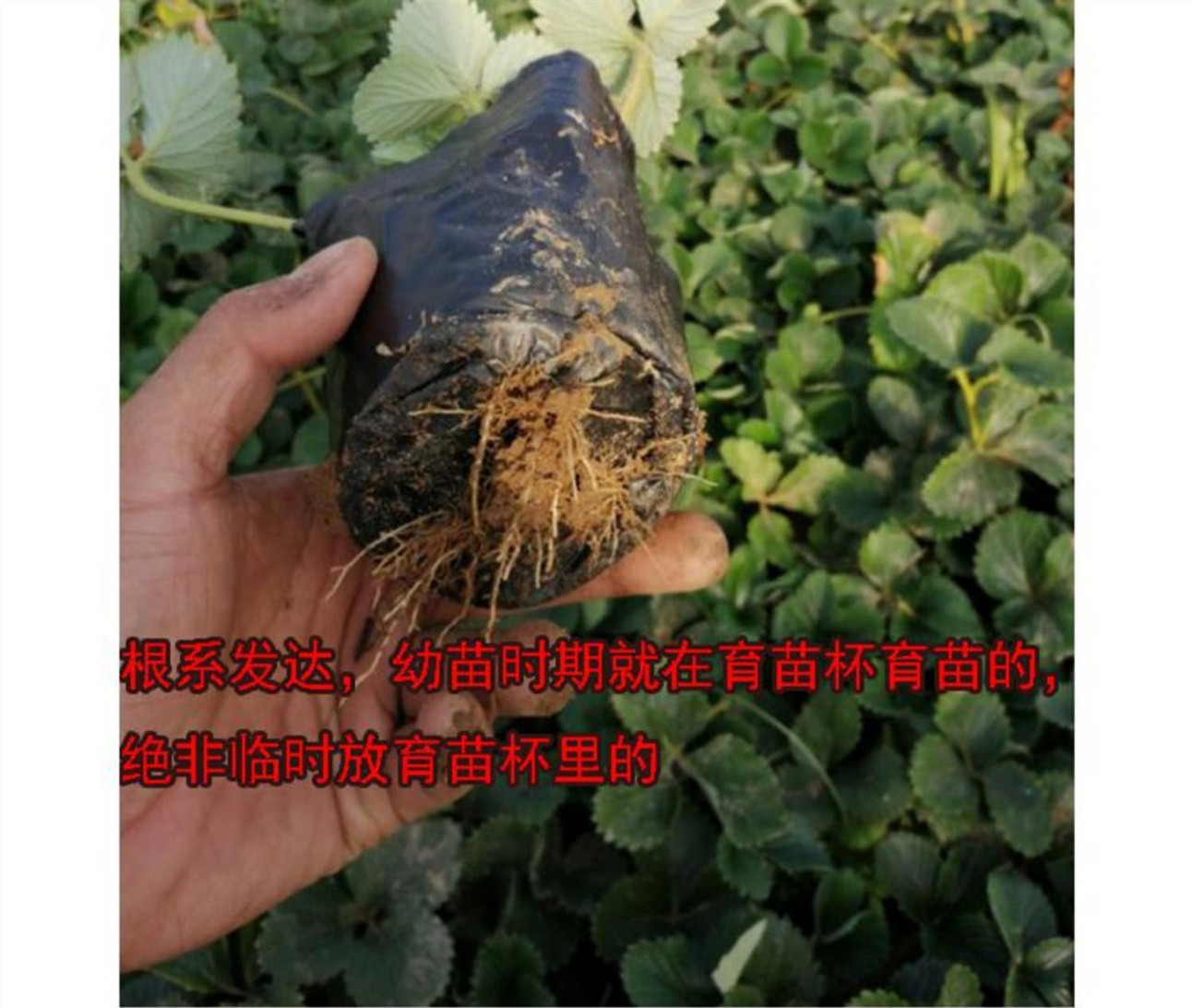 草莓苗详细10.JPG