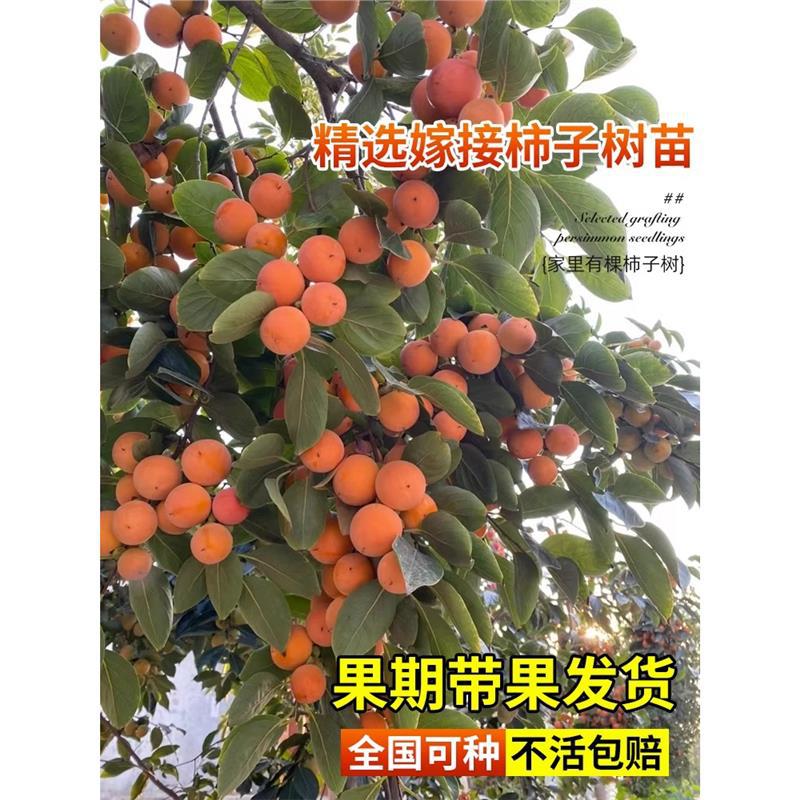 脆甜柿子苗树火晶苹果牛心大磨盘柿子嫁接果树果苗南北方庭院地栽