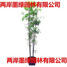 竹子苗庭院四季常青耐寒植物观赏竹子盆栽青竹紫竹苗黄金竹罗汉竹