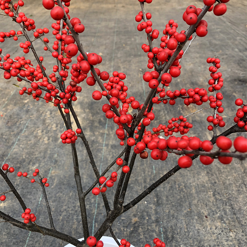 帮手主图-绿沐园艺进口鲜花北美冬青盆栽树苗抗寒抗冻可地栽阳台