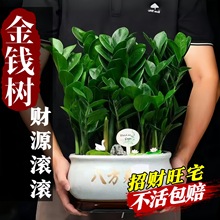 金钱树盆栽客厅大棵摆件圆叶招财旺宅绿植花卉室内水培植物发财树