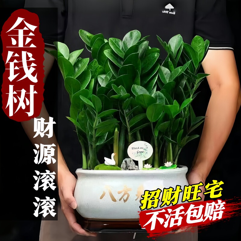 Money Tree Potted Plant for Living Room, Large Round-Leaf Ornament for Attracting Wealth, Indoor Hydroponic Plant for Prosperity