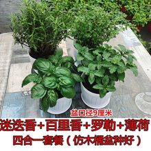 迷迭香薄荷百里香甜罗勒牛至欧芹香料可食用香草盆栽绿植花卉包邮