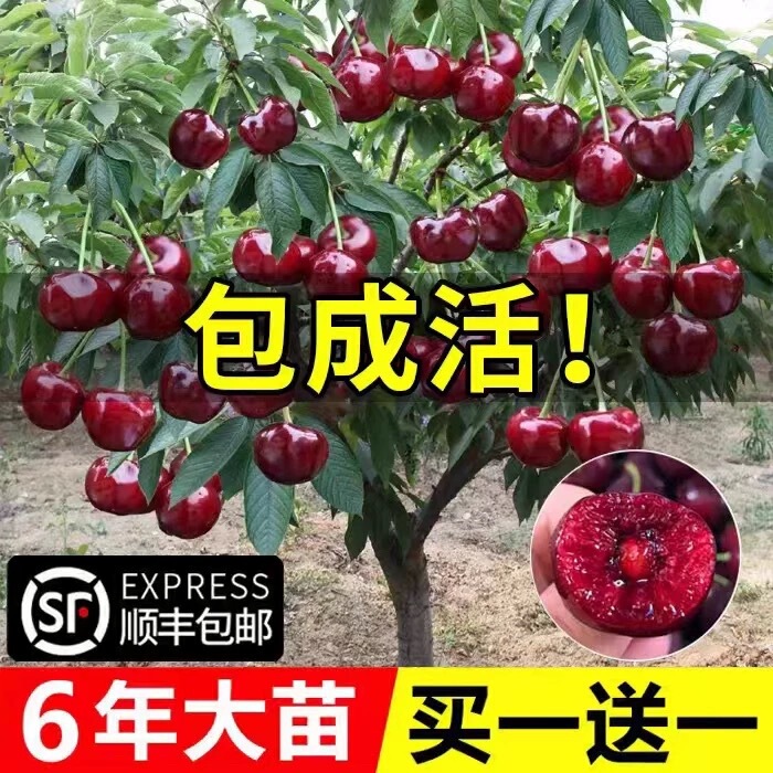 Cherry Tree Seedling Grafted Seedling Cherry Fruit Seedling Extra Large Potted Planting South North Four Seasons Planting Year Results