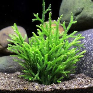 [over 4700 People Ordered Within One Week] Antelope Horned Fig Lazy Water Plant Freshwater Soilless Low Temperature Resistant Moss