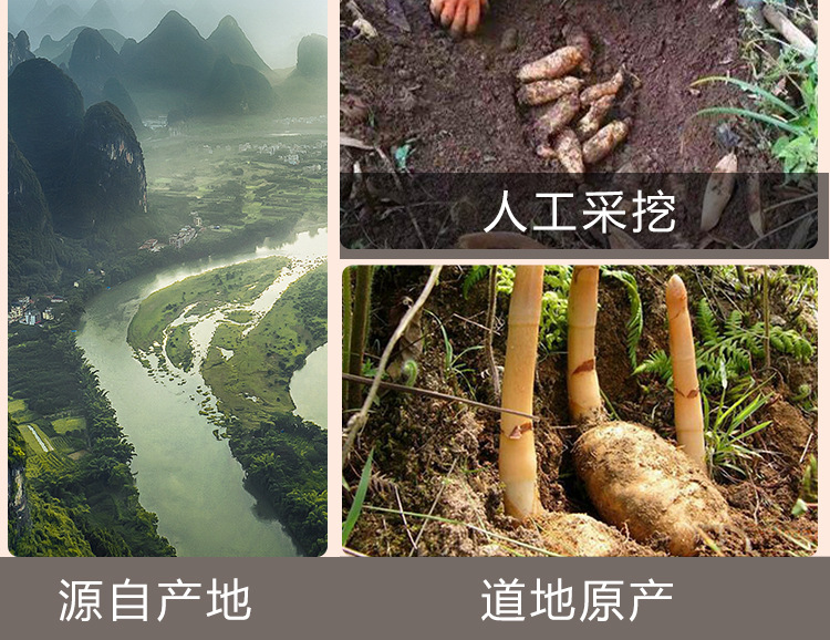 Tian Ma Slices (Gastrodia elata) — Yunnan Zhaotong Dried Gastrodia Rhizome, 60g Bottle in use