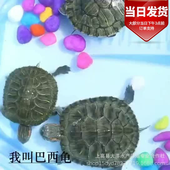 Домашнее Животное Черепаха живое существо красноухая черепаха Саженцы террапина наблюдайте, как большая черепаха кормит маленьких домашних черепах саженцы бразильской черепахи