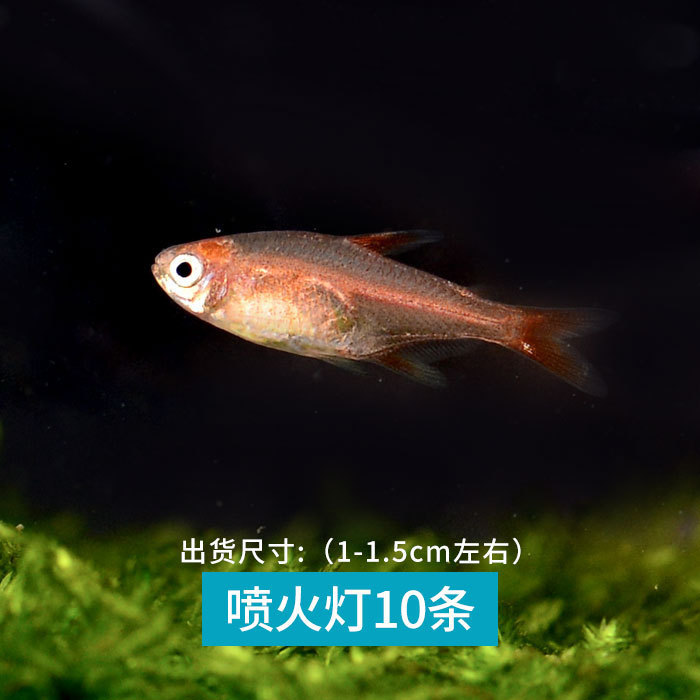 Light Fish, Tropical Fish, Red and Green Lantern Fish, Ornamental Fish, Small Fish, Red Lantern Fish, Freshwater Red-Nosed Zebra Fish, School-Swimming Fish Light Fish, Tropical Fish, Red and Green Lantern Fish, Ornamental Fish, Small Fish, Red Lantern Fish, Freshwater Red-Nosed Zebra Fish, School-Swimming Fish