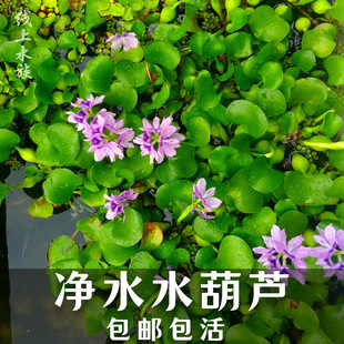 ˮ���J��Ƽˮ��ֲ���B�~�B���~���쾰����ˮ�|�~��ˮ�ݷN��ˮܽ��