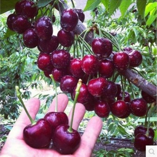 �޽���������܇���Ә������Ҙ������҃��ϱ����Nֲ���䮔��Y��