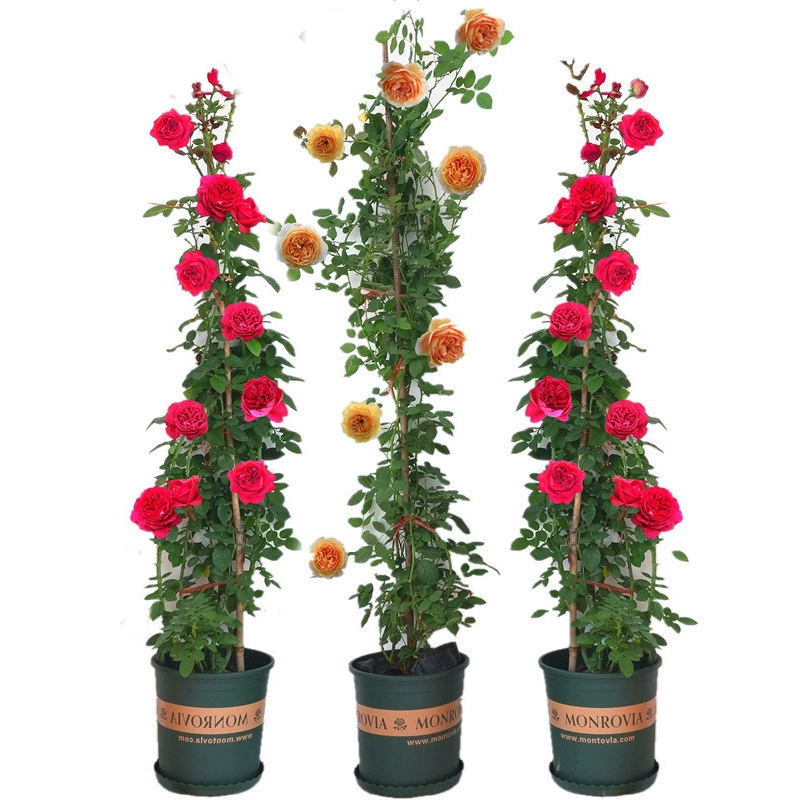 Оптовые очень большие вьющиеся китайские розы саженцы Лучжоу-аромат Европейской розы старая куча Four Seasons цветущие растения в горшках двор