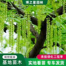 ���l�������G����ľ�@�־��^�е��c�Y�^�p���~��ľ�ͺ�������