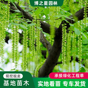 Wholesale Poplar Saplings, Greening Seedlings, Garden Landscape Walkway Decorations, Ornamental Deciduous Trees, Cold-Resistant Poplar Saplings