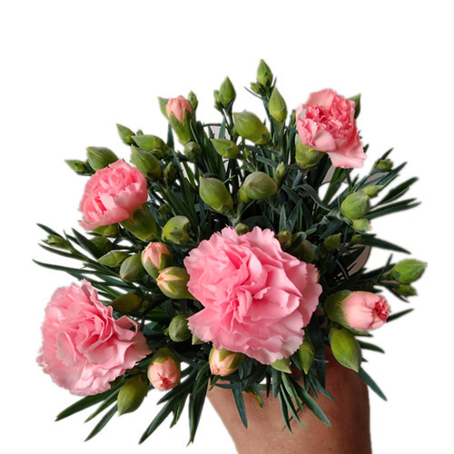 O1CN01G5krVN1tAO9UHtreP_!!2214