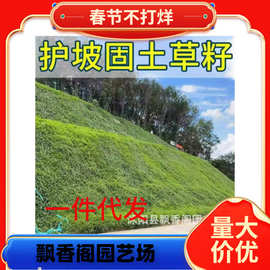 草坪草籽护坡狗牙根马尼拉四季常青庭院地毯草皮绿化黑麦草种子孑