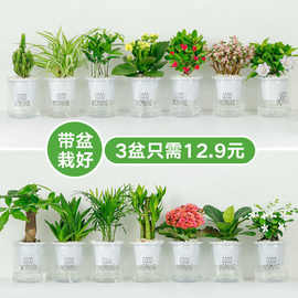 绿植盆栽花卉室内好养发财树办公室文竹栀子花绿萝水培小植物多肉
